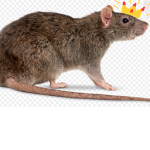 THE RATZZZZZZZ