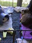 Hamsters & Guinea piggies