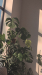 Hi there I am flora