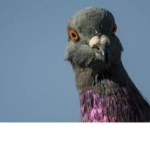 Pigeon Toes