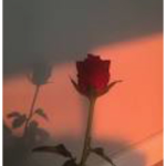 rose hearts!