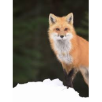 Bias fox den