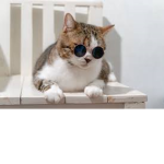 cat luv's <3