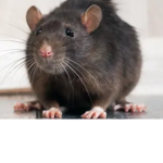rat rat rat rat rat
