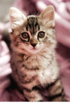 Kitty squaď