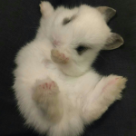pawhss
