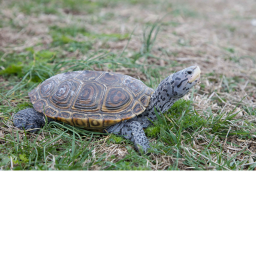 the turtle meeting