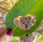 Hannies Quokkas