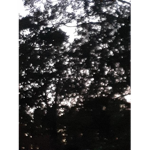 Fluxious