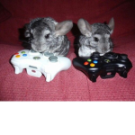 The chinchilla wolf YT