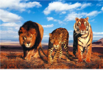 big cats group