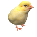 Small chicken 3d
