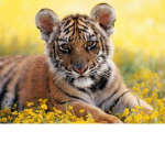 animals have wings of gods
