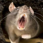Rat Corp.