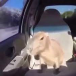 Capybara Enthusiasts