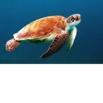 Turtles only no non turtles allowed