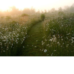 Verdant Overgrowth