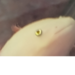 Amikos ugu