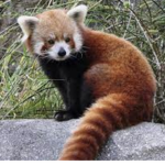 The Red Pandas United