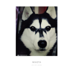 Husky & puppy Army