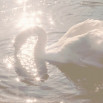 ʚɞ angelic faeries ʚɞ
