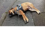 Slainpup