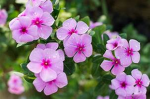 Periwinkle group