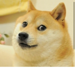 Dog world club
