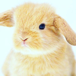 Bunny fan group#piggy