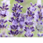Lavender army official