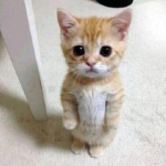 IE GATO! Roblox Group