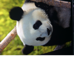 Pandasssss