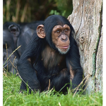 Cold's Monkeys