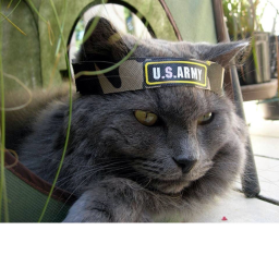 officialcat ARMY MEETINGS