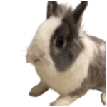 Benekios rabbit gang