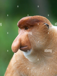 ELGATO!