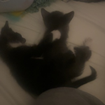 My little Lilys