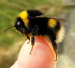 ~!BEE HIVE GROUP!~