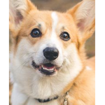 Corgi Union - ARMY