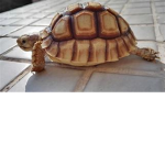 love the turtle :)