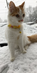 Bobcat_games