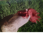 TheBekfastChickens