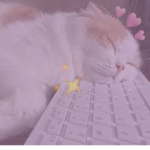 Fluffy kittie squad