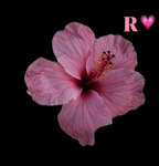 i <3 rio