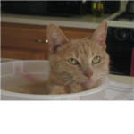 <3 kitten lovaz <3
