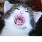 앙야앋ㅇ