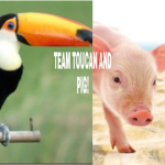 TEAM TOUCAN AND PIG!