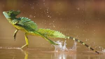 The Church of Lizard Jesus