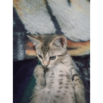Cat Mr group