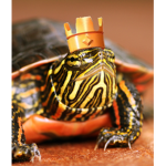 The Tortol Group
